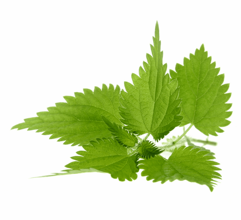 Nettle on Uromexil Forte